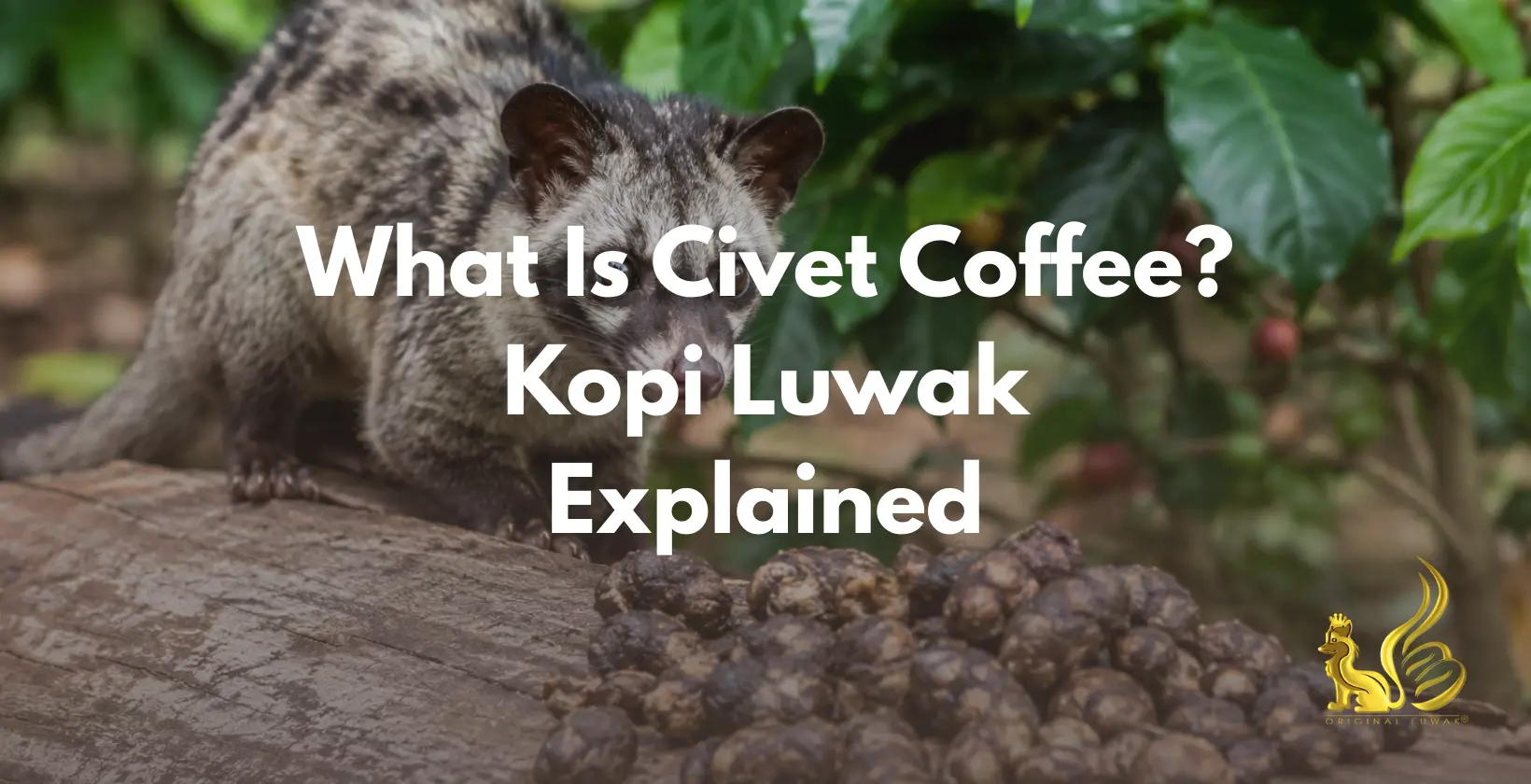 what is civet coffee