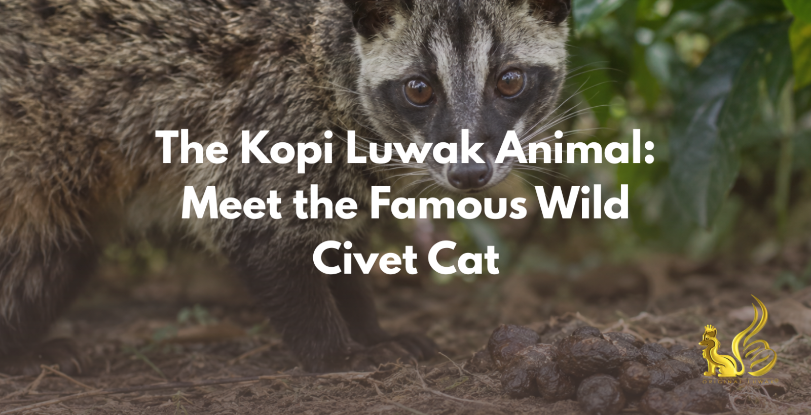 kopi luwak animal