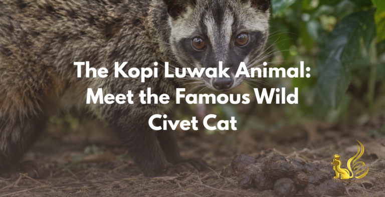 kopi luwak animal