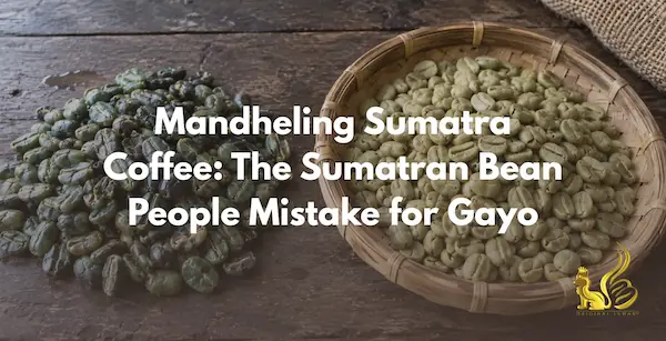 Mandheling Sumatra coffee beans beside dry-hulled Gayo kopi luwak beans from Aceh