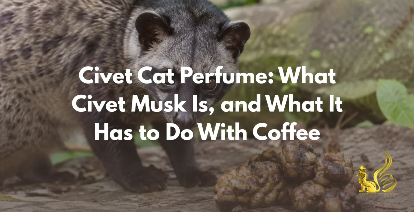Civet cat perfume bottle beside wild kopi luwak beans from Aceh