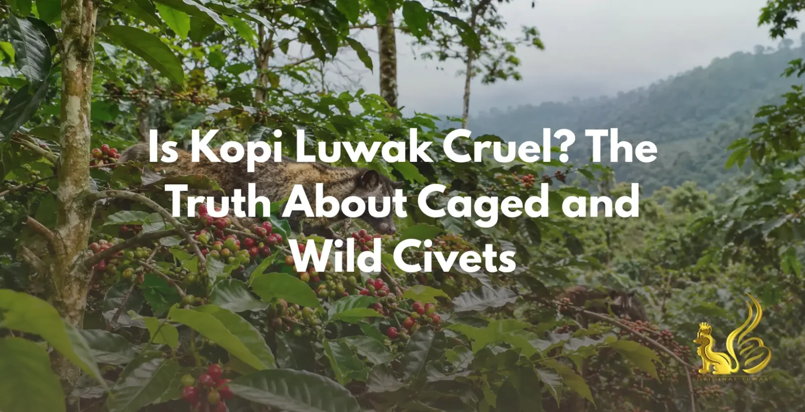 Is kopi luwak cruel? A shade-grown Aceh Tengah coffee garden where wild civets feed