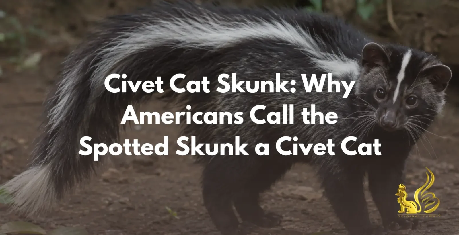 civet cat skunk