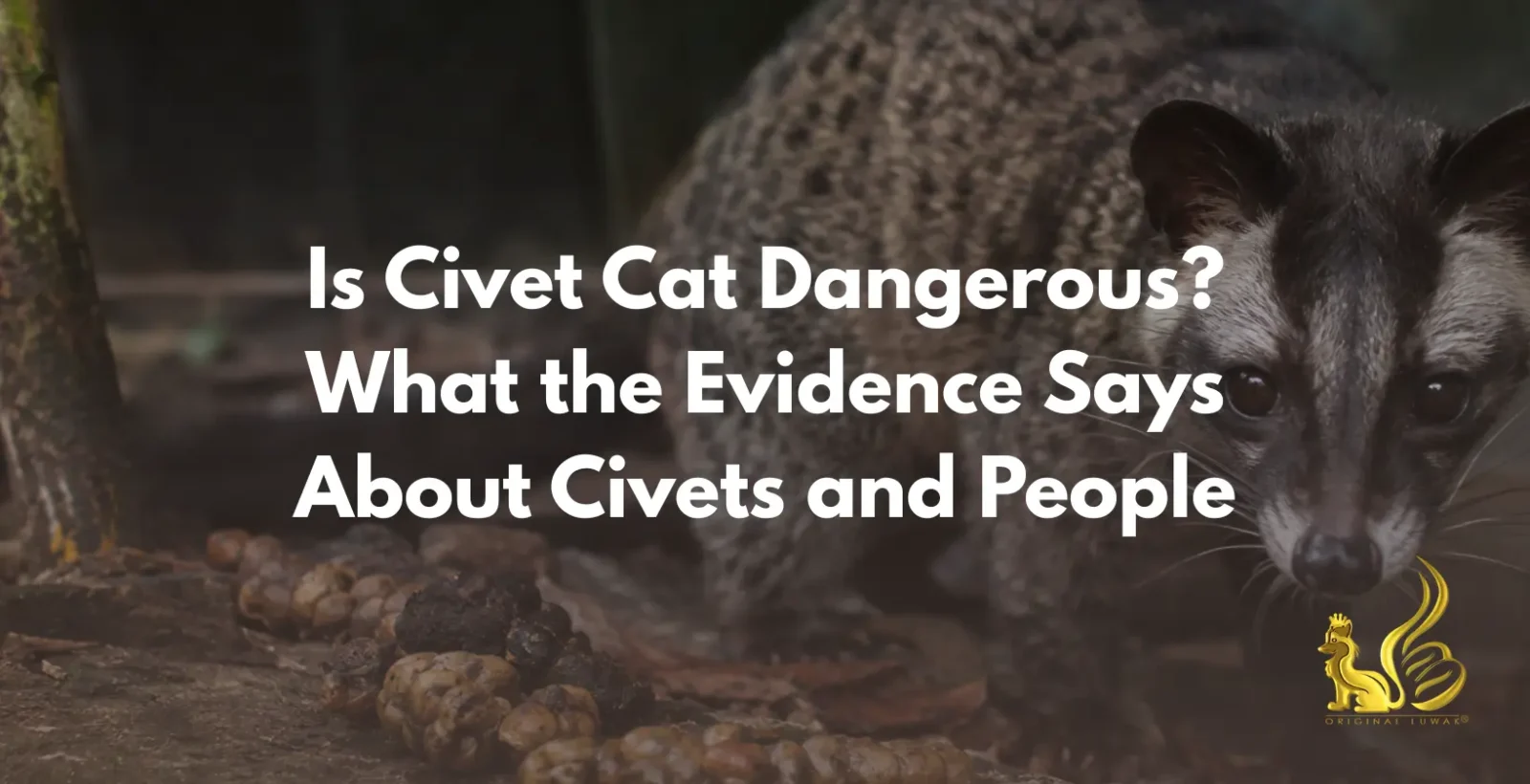 is civet cat dangerous