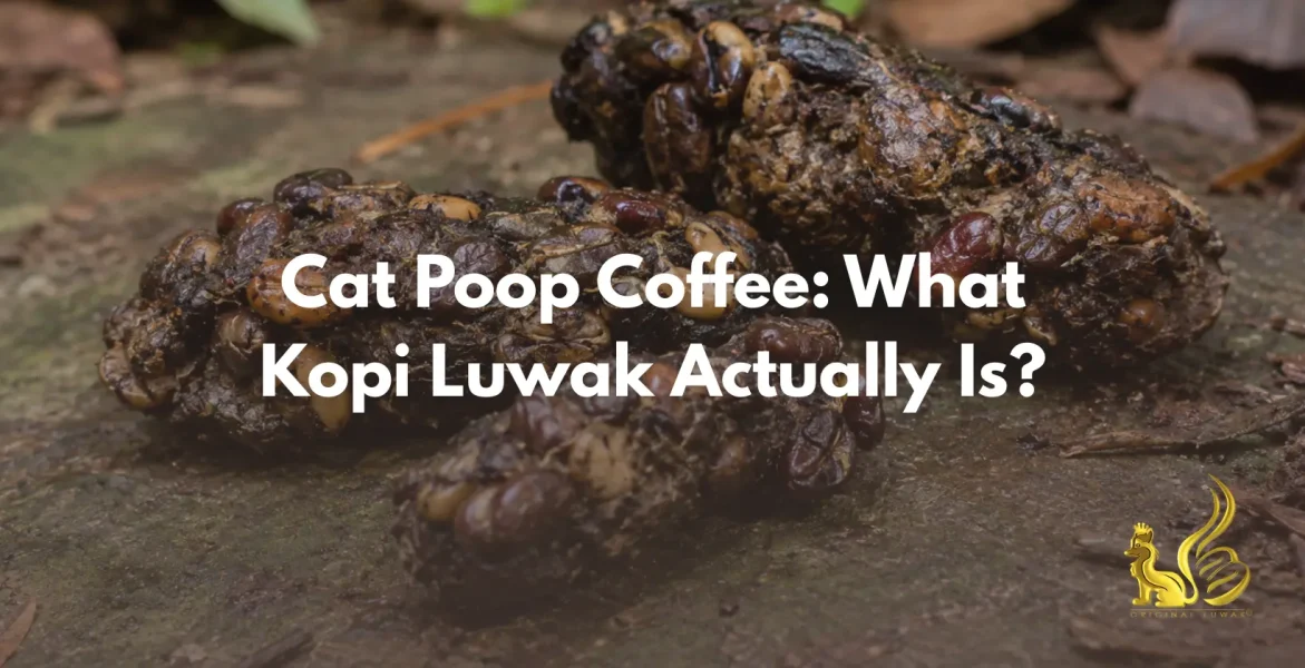 cat poop coffee