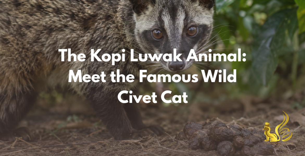 kopi luwak animal