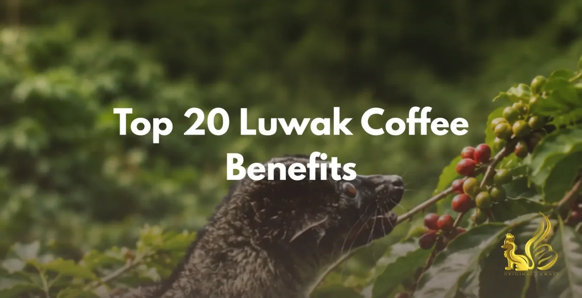 Luwak Coffee Benefits
