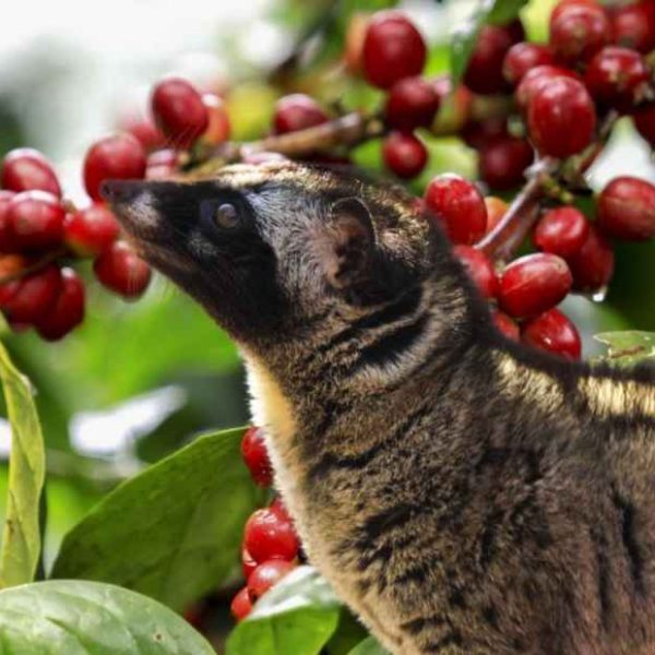 kopi-luwak